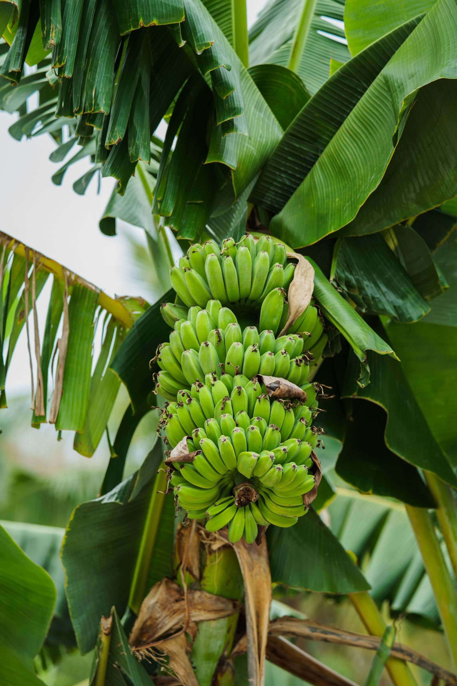 Banana consignment photo