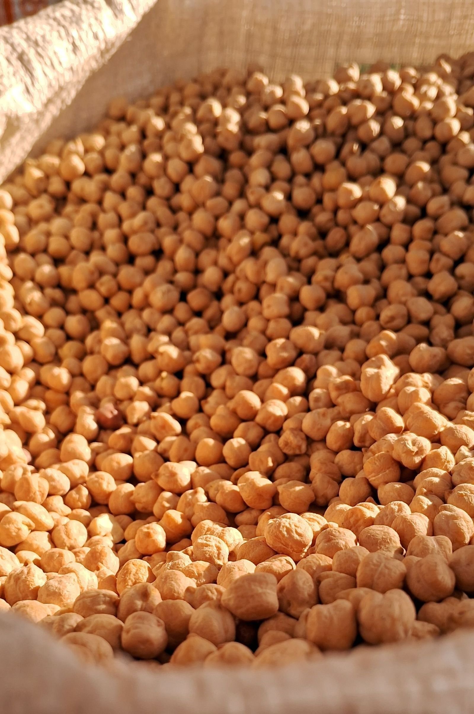Chickpeas consignment photo