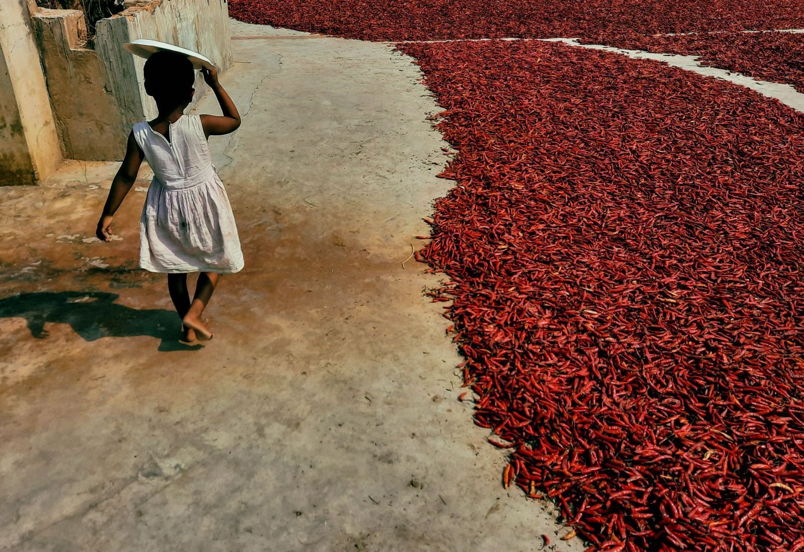 Export-grade Dry Red Chilli, batch 4