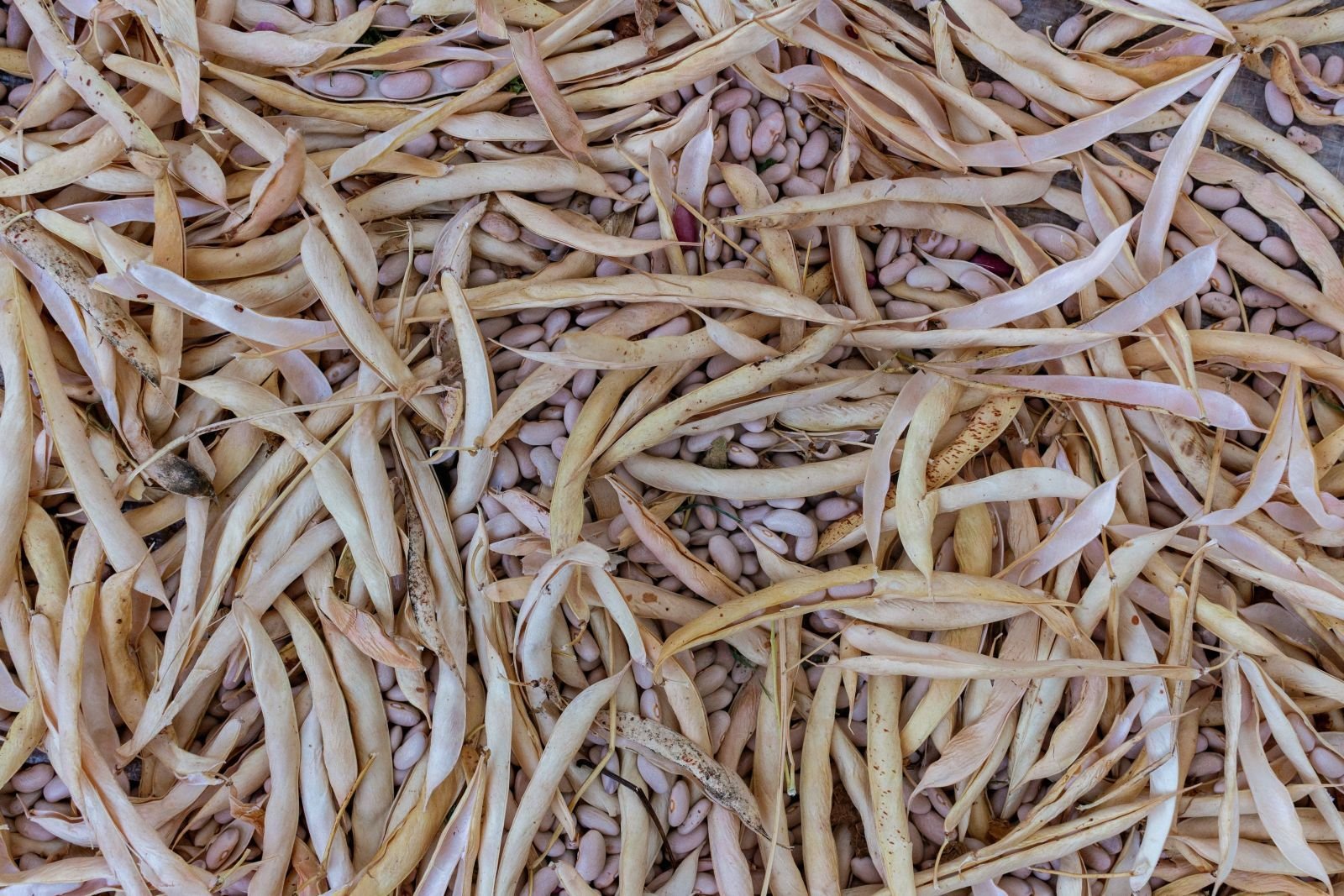 Dry beans consignment photo