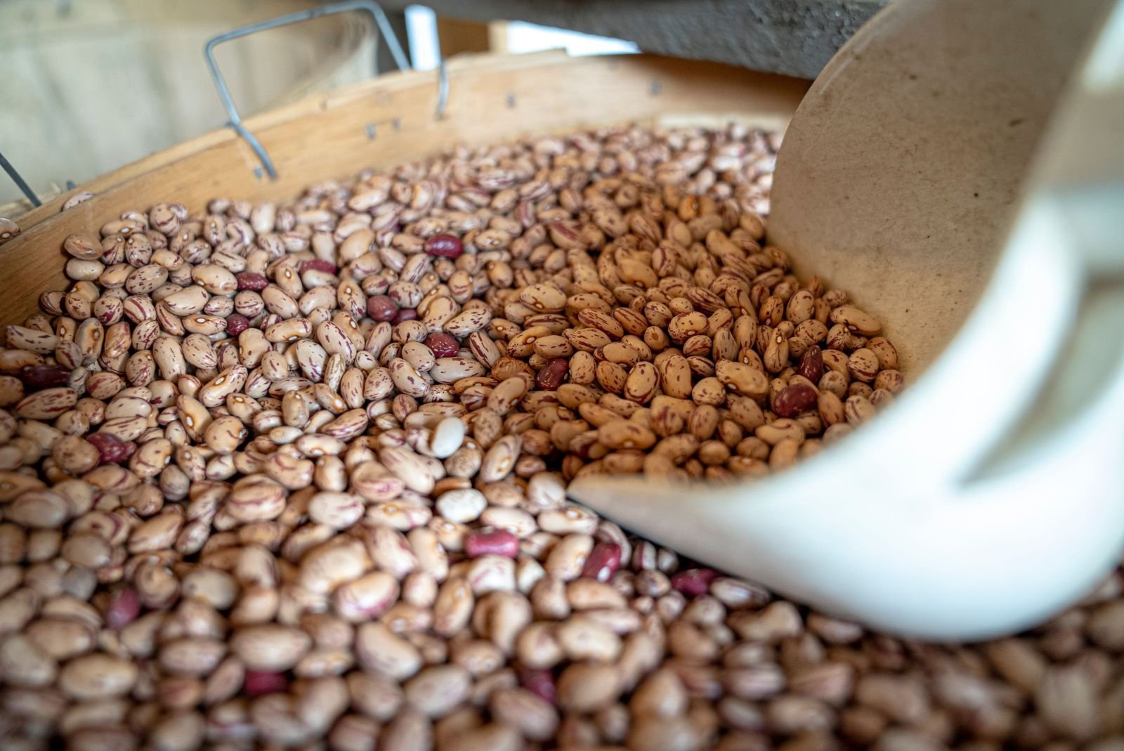 Dry beans consignment photo