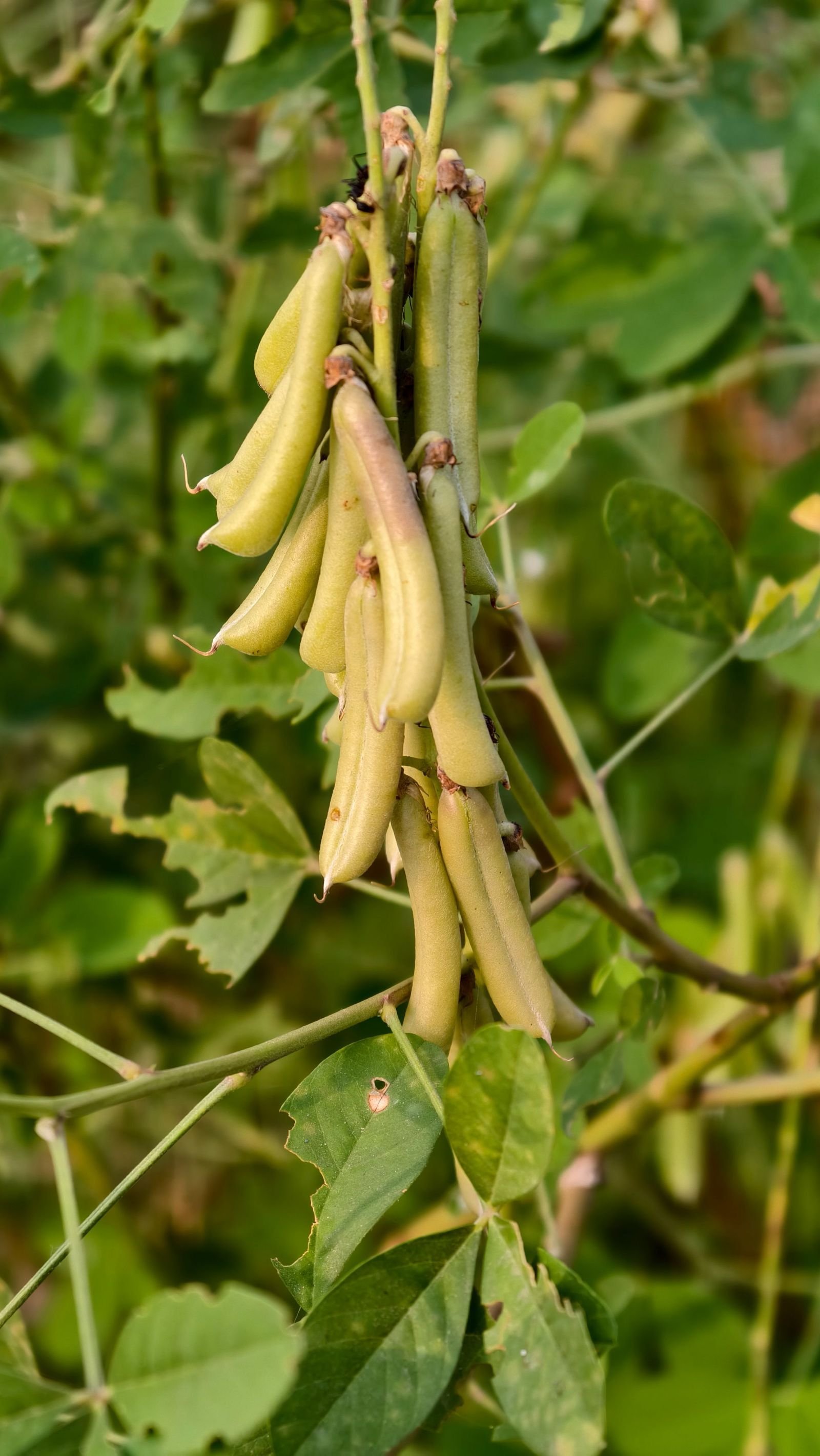 Dry beans consignment photo
