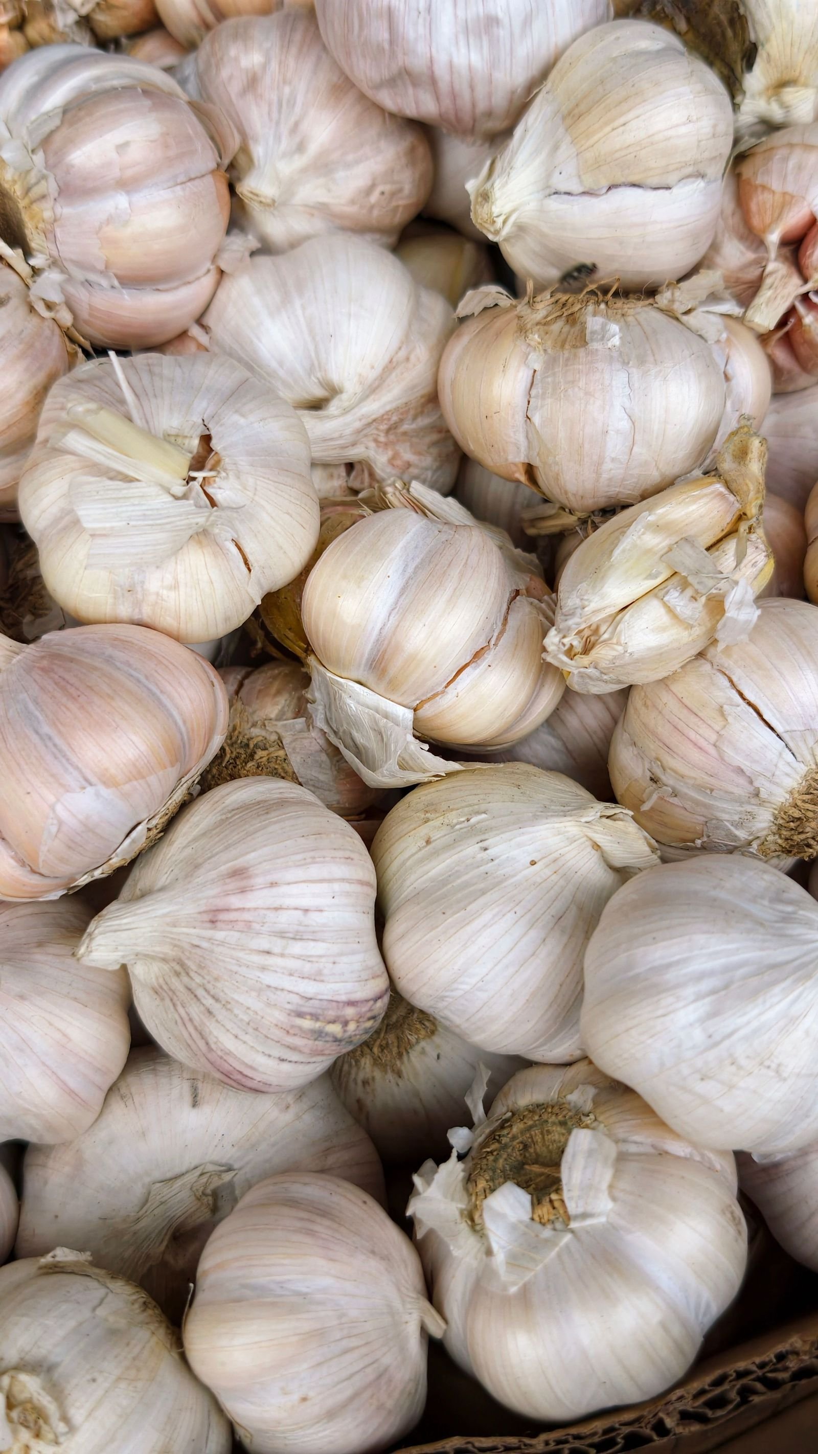 Garlic consignment photo