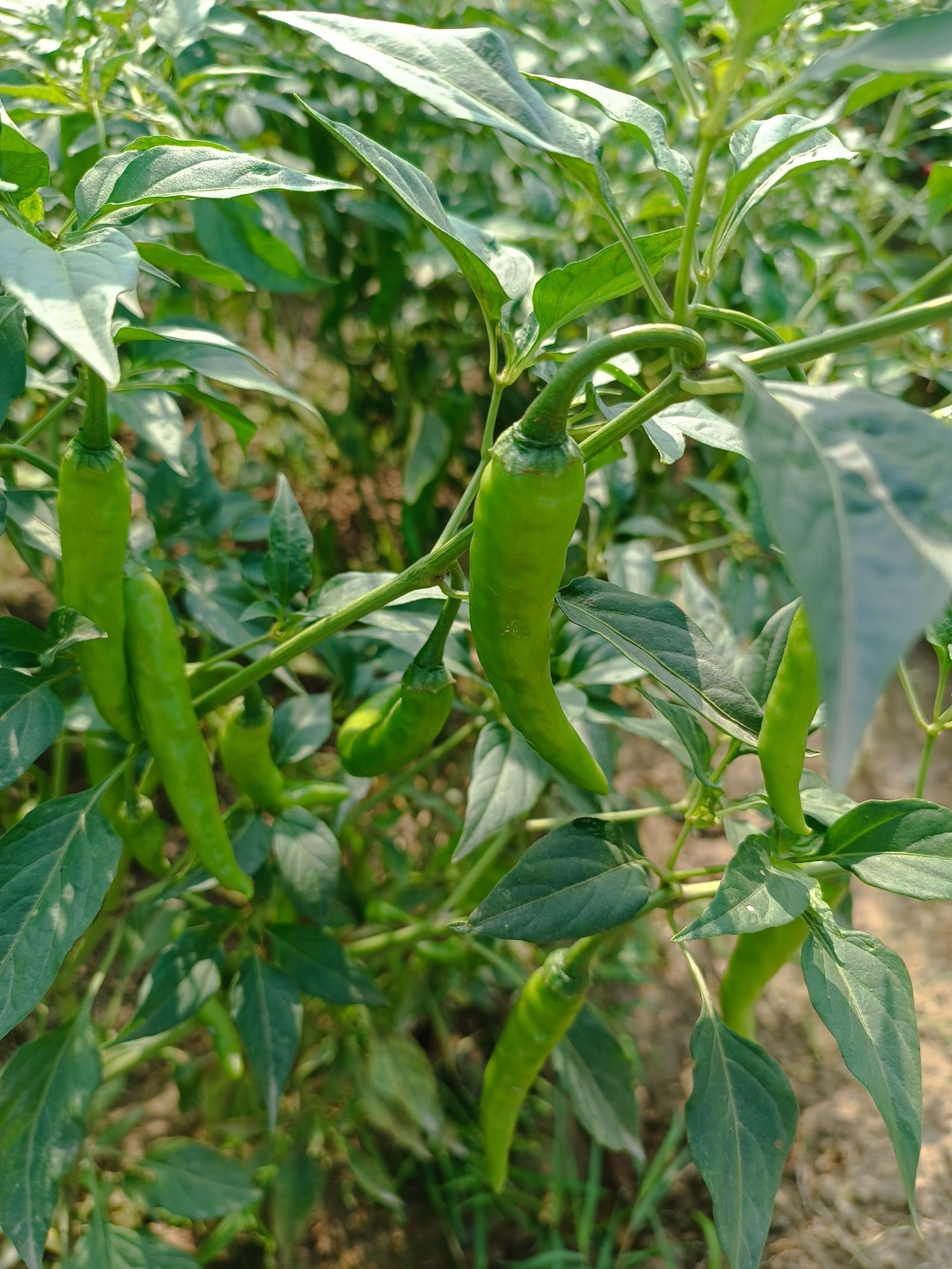 Green chilli consignment photo