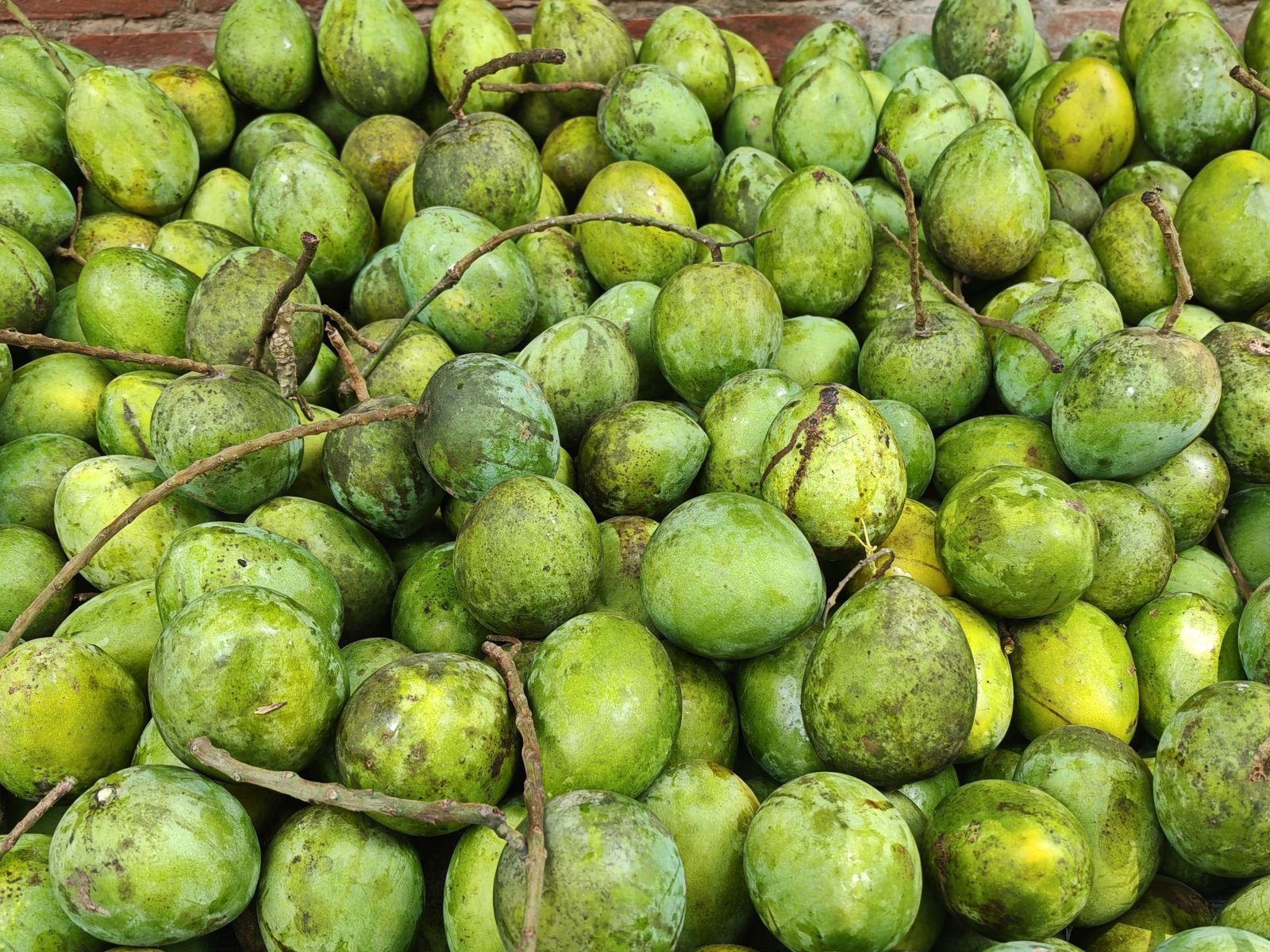 Mango consignment photo