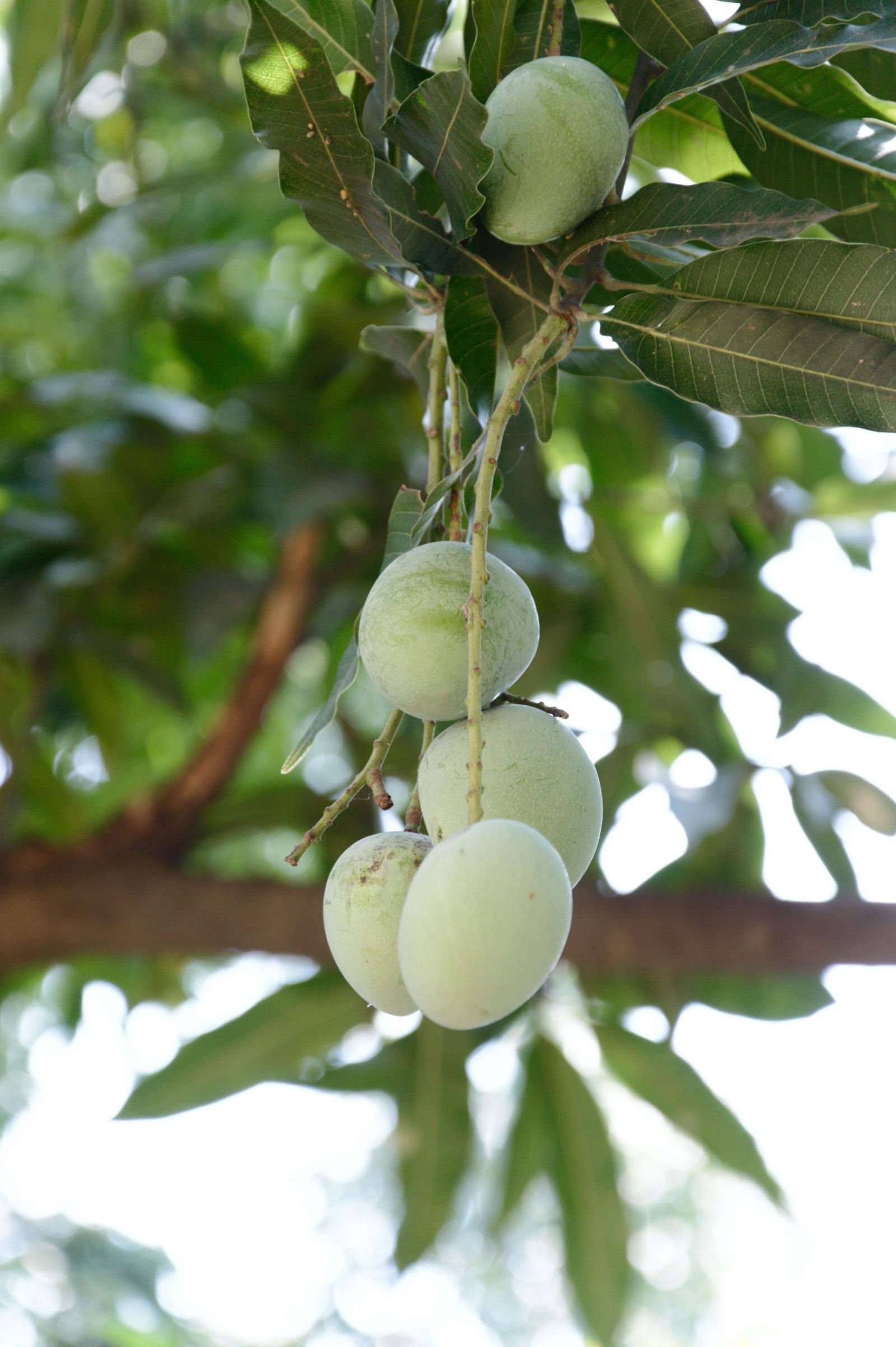 Export-grade Mango, batch 4