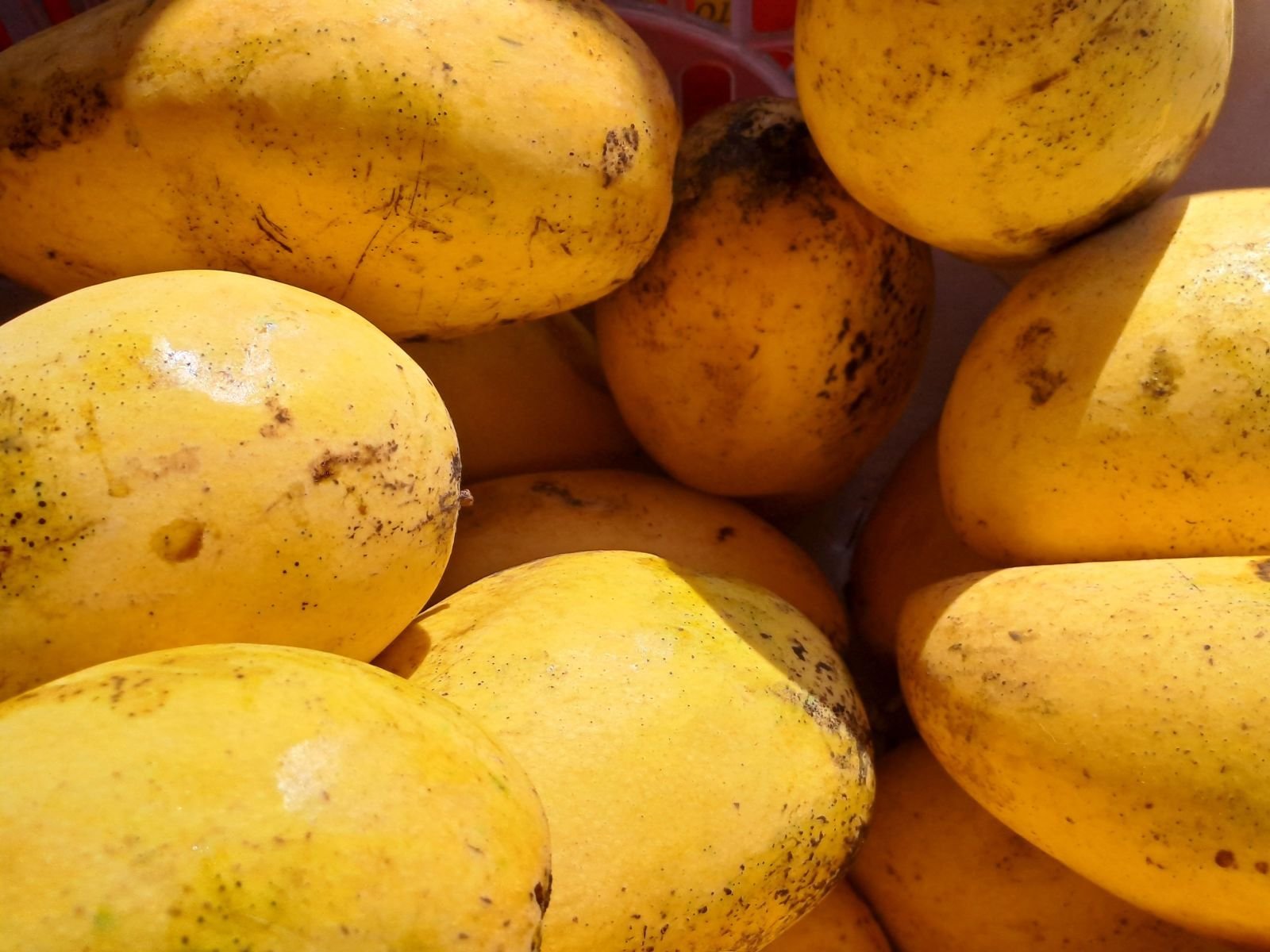 Mango consignment photo