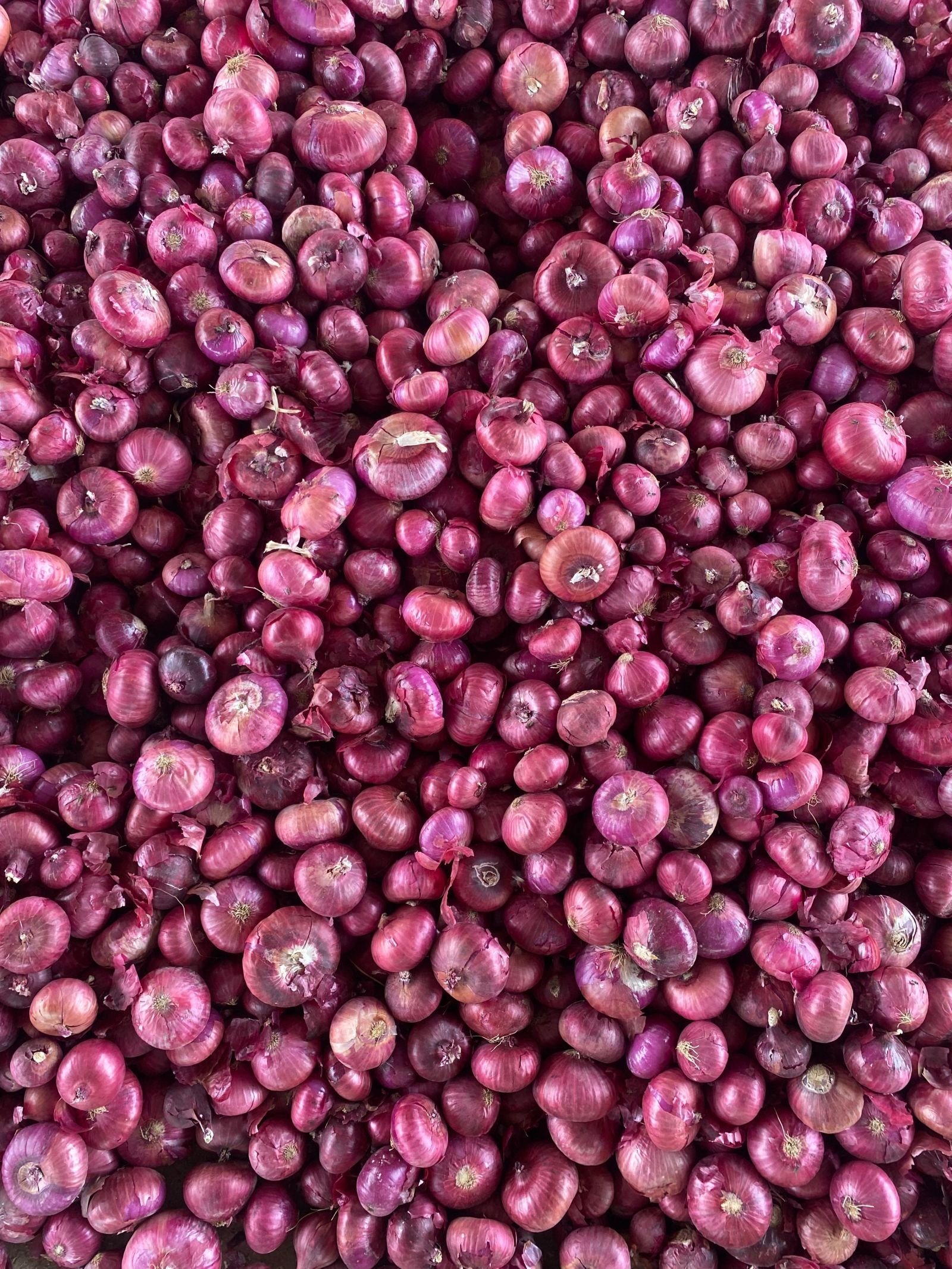 Onion consignment photo