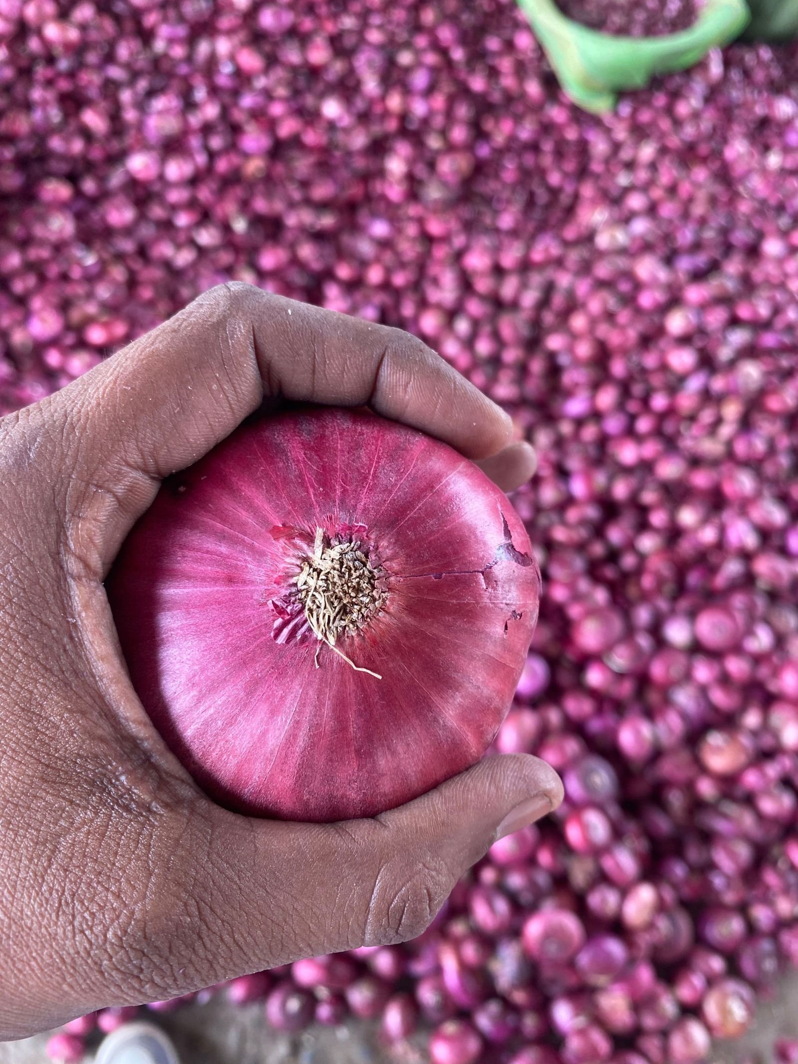 Onion consignment photo