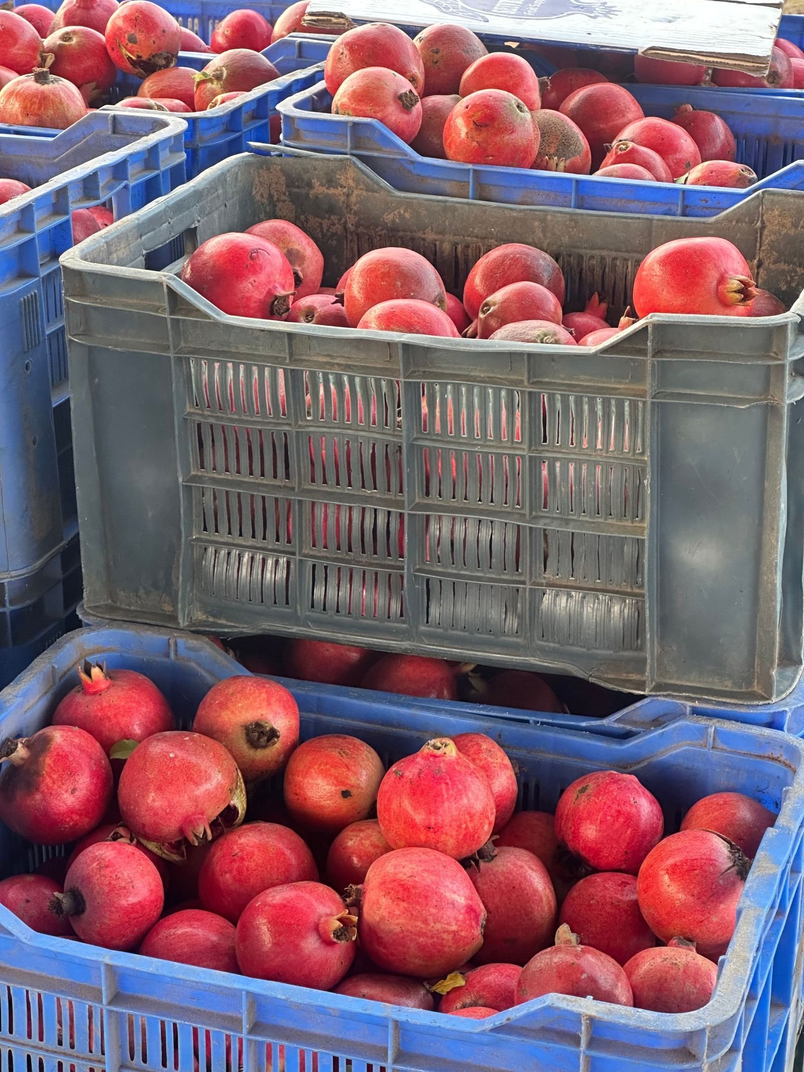 Export-grade Pomegranate, batch 2