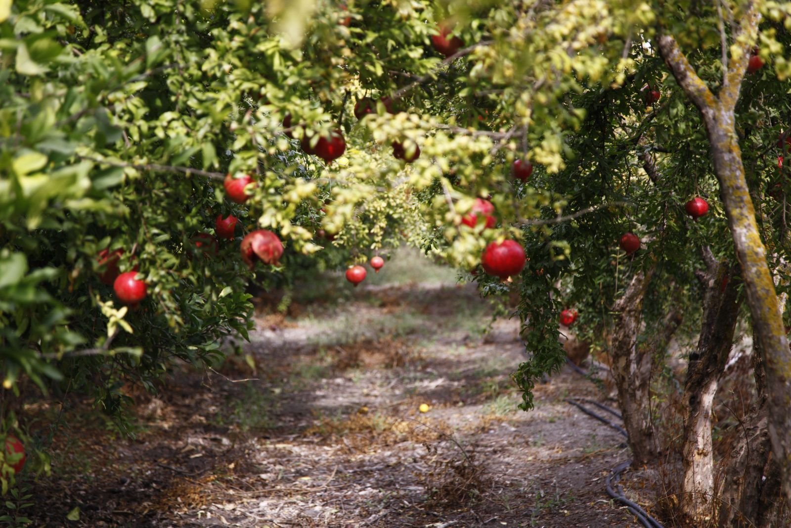 Export-grade Pomegranate, batch 4